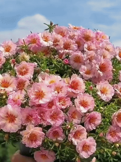 [Heat-resistant and cold-resistant] Multi-colored double-petaled sunflower old pile